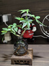 景郁春 JIRYUCUR發(fā)財樹(shù)小盆栽水培植物辦公室內桌面綠植發(fā)財樹(shù)+煙灰圓瓶源頭直發(fā) 曬單實(shí)拍圖