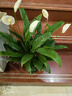水培白掌一帆風順盆栽帶花室內(nèi)客廳植物四季常青好養(yǎng)活新家綠植 A級白掌+繁星吸水盆 2盆裝 曬單實拍圖