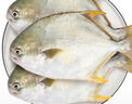 賣魚七郎 國產(chǎn)冷凍金鯧魚 3條裝 凈重2.7斤 海魚特大 生鮮魚類海鮮水產(chǎn) 曬單實(shí)拍圖