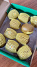 佳沛（zespri）新西蘭  陽光金奇異果10粒禮盒巨大果單果約144-175g 水果 獼猴桃 曬單實拍圖