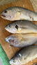 冰鮮部族大黃花魚(yú) 深海大黃魚(yú)海捕活凍鮮活大海魚(yú)鮮海鮮水產(chǎn) 【深海大黃花魚(yú)250g*4條】2斤裝 曬單實(shí)拍圖