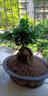 金錢(qián)榕樹(shù)盆景室內外大型綠植盆栽老樁S型小葉人參榕包成活常青 小號榕樹(shù)（25cm高） 曬單實(shí)拍圖