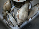 民間藝人魚(yú)鉤子線(xiàn)雙鉤成品仕掛鉤成品子線(xiàn)魚(yú)鉤綁好金袖鉤手工綁制魚(yú)線(xiàn)線(xiàn)組 金袖有刺4.0號鉤-0.8子線(xiàn) 曬單實(shí)拍圖