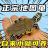 地圖龜深水魚(yú)缸混養小烏龜黑瘤活物水龜地圖龜觀(guān)賞龜苗寵物招財龜 5-6厘米地圖龜 3只繁殖組（1公2母）+龜糧 曬單實(shí)拍圖