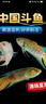 【中國斗魚易養(yǎng)易活】淡水冷水魚耐活好養(yǎng)普叉巨普觀賞魚沙蠻魚苗 【熱賣組】3-4厘米13條-送魚食 曬單實(shí)拍圖