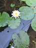 池塘睡蓮花魚(yú)缸睡蓮根快帶花苞四季盆栽水培植物庭院大小睡蓮花苗 四季開(kāi)花睡蓮10顆裝+催化肥 曬單實(shí)拍圖