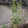 鼎曳山楂樹(shù)大苗庭院種植果樹(shù)苗山楂樹(shù)老樁盆栽地栽花園景觀(guān)大樹(shù)果樹(shù)苗 山楂樹(shù)4公分粗 曬單實(shí)拍圖