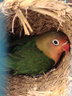 萬(wàn)寵匯 鳥(niǎo)活體虎皮鸚鵡籠養牡丹玄風(fēng)活鳥(niǎo)學(xué)說(shuō)話(huà)手養小太陽(yáng)鸚鵡和尚鸚鵡 愛(ài)情鳥(niǎo)鸚鵡一只 曬單實(shí)拍圖