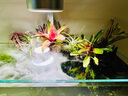 超聲波魚(yú)缸霧化器魚(yú)池假山噴泉造煙霧器盆景庭院水景造景噴霧器 【造景專用】無(wú)燈超聲波霧化器+變壓器 曬單實(shí)拍圖