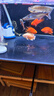 樂淘逸寵樂淘逸寵淡水鯊魚活體熱帶觀賞魚大型虎頭鯊龍魚配魚 12-13cm藍(lán)鯊2條 曬單實(shí)拍圖