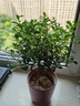 開時(shí)果 小葉赤楠盆景擺件 辦公室桌面綠植花卉好養(yǎng)盆栽植物源頭直發(fā)包郵 【熱銷款】舍得紫砂盆+黑石+底座 曬單實(shí)拍圖