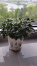 【大盆梔子花帶花苞發(fā)貨】梔子花盆栽室內綠植四季開(kāi)花水培除甲醛 大盆梔子花【高度20-30cm】+方盆+肥料 曬單實(shí)拍圖