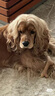 愛肯拿（ACANA） 狗糧 通用成犬幼犬 經(jīng)典雞肉草原天然犬糧11.4kg效期25/12 曬單實(shí)拍圖