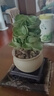 【金錢木】老樁多肉植物發(fā)財樹室內好養(yǎng)綠植客廳辦公花卉盆栽好養(yǎng) 精品金錢木錦+素燒陶瓷+四發(fā)底座 曬單實拍圖