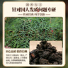 云南本草側柏葉皂角何首烏中草藥洗頭粉護發(fā)包洗發(fā)皂角生姜洗發(fā)水泡腳通用 曬單實(shí)拍圖