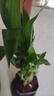 特價(jià)富貴荷花竹盆栽植物室內(nèi)凈化空氣綠植辦公室桌面四季好養(yǎng)盆栽 荷花竹+節(jié)節(jié)高升盆+圓底座【1盆】 盆口直徑約8cm 曬單實(shí)拍圖
