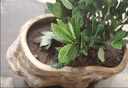 小盆梔子花盆栽四季開花不帶花苞室內(nèi)綠蘿水培花卉綠植物好養(yǎng)易活 低配款：15-20cm【2株】當(dāng)年少量開花 濃香型梔子花【帶花苞】10天開花 曬單實(shí)拍圖