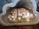 山頭林村郁金香小夜燈生日禮物女手工DIY材料包畢業(yè)送老師閨蜜實(shí)用伴手禮 20朵粉色云朵郁金香/材料包USB款 曬單實(shí)拍圖