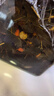 谷養(yǎng)康0添加泡酒專用白酒 52度泡動(dòng)植物料用酒 清香高粱酒高度純糧酒 52度 5L 【良選-更高性價(jià)比】 曬單實(shí)拍圖