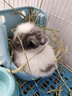 潔西 牧草菁華兔糧 兔子飼料成兔幼兔垂耳兔高纖糧食兔子糧食2.5kg 曬單實(shí)拍圖