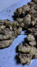 果食鮮豐正宗云南小黃姜生姜新鮮蔬菜農家自種 凈重3斤 曬單實(shí)拍圖