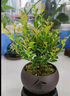 八芽 小葉赤楠盆景擺件室內綠植花卉盆栽老樁客廳辦公室桌面好養(yǎng)植物 （【熱銷款】舍得紫砂盆赤楠+苔蘚+底座） 曬單實拍圖