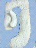 多米貝貝（Tomibaby）孕婦枕頭護(hù)腰側(cè)睡枕睡枕多功能托腹抱枕靠臥枕孕婦禮物用品G型 曬單實(shí)拍圖