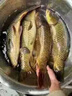 鮮丹蚯蚓紅蟲(chóng)顆粒餌料鄧剛推薦釣魚(yú)專(zhuān)用全能野釣通殺鯉魚(yú)鯽魚(yú)腥香 買(mǎi)二贈(zèng)一【紅腥香】 曬單實(shí)拍圖