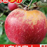 探味君 正宗大涼山丑蘋果 當(dāng)季時(shí)令新鮮水果四川冰糖心蘋果紅富士 生鮮 凈重4.5-5斤 單果60mm-65mm（迷你果） 曬單實(shí)拍圖