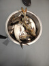 臻佑（Grsaed）釣魚(yú)傘包漁具包防水耐磨可折疊1.45米竿包魚(yú)桿袋傘袋傘包魚(yú)竿包 曬單實(shí)拍圖
