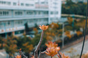 松下S9（18-40mm F4.5-6.3）套機 全畫(huà)幅微單實(shí)時(shí)Lut 連接app極速分享 -鈦金屬金色限定套裝 曬單實(shí)拍圖