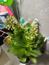 沭之美 長(zhǎng)壽花綠植觀花室內(nèi)盆栽 長(zhǎng)壽花粉色+0.5塑料加侖盆 源頭直發(fā) 曬單實(shí)拍圖
