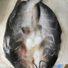 釣魚(yú)記免漿黑魚(yú)片2.5斤(5袋*250g)酸菜水煮魚(yú)火鍋冷凍魚(yú)片 生鮮中秋聚餐 曬單實(shí)拍圖