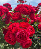 1.6米藤本月季特大花濃香庭院爬藤攀援植物薔薇花苗陽(yáng)臺玫瑰盆栽 【蒂娜】多分枝精選母本大苗1.6米高左右 曬單實(shí)拍圖