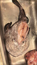 沢素灣舟山小眼釣帶魚(yú) 雷達網(wǎng)無(wú)骨粒東海油帶魚(yú)大號刀魚(yú)送禮盒 舟山小眼帶魚(yú)4條（8兩-1斤/條） 鮮凍帶魚(yú) 曬單實(shí)拍圖