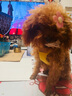 petlimit小狗狗牽引繩背心式遛狗繩鏈子小型犬泰迪胸背帶寵物用品 黃色XXS 曬單實拍圖