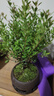 八芽 小葉赤楠盆景擺件室內(nèi)綠植花卉盆栽老樁客廳辦公室桌面好養(yǎng)植物 （【熱銷款】舍得紫砂盆赤楠+苔蘚+底座） 曬單實拍圖