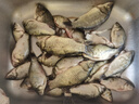 釣魚(yú)王新品魚(yú)竿輕柔剛龍年款輕量小綜合超硬細臺釣魚(yú)竿鯽魚(yú)桿野釣 8.1m 輕柔剛龍輕量小綜合 曬單實(shí)拍圖