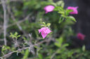 佳能Canon EF16-35 24-70 70-200mm二手單反鏡頭 大三元紅圈廣角中長(zhǎng)變焦鏡頭 EF 24-70mm F2.8L USM 套餐一【品牌UV鏡+遮光罩】 99成新 曬單實(shí)拍圖