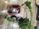 八芽六月雪盆栽辦公室綠植桌面好養(yǎng)花卉植物室內(nèi)擺件禪意四季常青盆景 六月雪-小漣漪盆-密胺托盤 帶盆栽好 曬單實(shí)拍圖