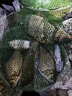 進(jìn)口軟碳氟線路滑釣魚線主線谷麥磯釣海竿專用日本原絲尼龍線 進(jìn)口軟碳氟線150米白色 3.5號(hào) 曬單實(shí)拍圖