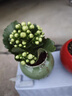 時(shí)鳥(niǎo)綠巴黎長(cháng)壽花帶花苞開(kāi)戶(hù)多肉植物懶人好養辦公內陽(yáng)臺綠植花卉盆栽 綠巴黎長(cháng)壽花 翡翠綠冰裂盆+白石+托盤(pán)+肥料 曬單實(shí)拍圖