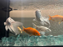 當貝魚(yú)缸過(guò)濾器N1 700升 壁掛式凈水循環(huán)系統 外置過(guò)濾桶靜音水泵  曬單實(shí)拍圖
