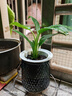 特價(jià)大葉金鉆綠公主盆栽植物除甲醛綠植辦公室四季常青室內(nèi)擺放2 【1盆】金鉆+灰繁星吸水盆 含盆高度15-20厘米 曬單實(shí)拍圖