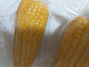 京鮮生東北黃糯玉米棒200g×8根 甜黏玉米 多種包裝隨機(jī)發(fā)貨 源頭直發(fā) 曬單實(shí)拍圖