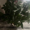 臨雅四季桂花盆栽樹(shù)苗新中式盆景矮樁辦公室綠植物花瓣瓷盆源頭直發(fā) 曬單實(shí)拍圖