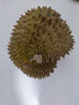 植物大戰(zhàn)僵尸玩具全套可發(fā)射僵尸植物玩偶豌豆射手玩具六一兒童節(jié)禮物男孩生日 曬單實拍圖