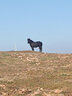 駱駝（CAMEL）加絨工裝女褲防風(fēng)防水傘兵軟殼休閑褲 C25CAYL6021 幻影黑 M 曬單實(shí)拍圖