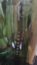 千纖草護(hù)膚水補(bǔ)水噴霧保濕敷化妝柔膚水清爽男女大容量絲瓜保濕水1000ml 曬單實拍圖