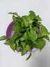 綠有意綠蘿盆栽除甲醛室內(nèi)好養(yǎng)花卉植物綠蘿批發(fā)辦公室新房裝修凈化空氣 110#原盆儲水盆10盆裝+4肥 帶盆帶土發(fā)貨 曬單實拍圖